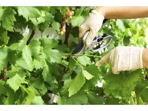 Woman pruning grapes