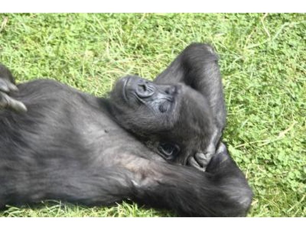 Gorilla cub resting on grass