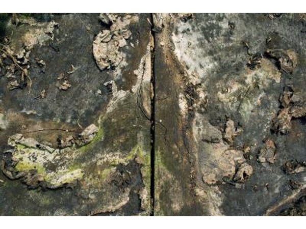 Molding tree trunk
