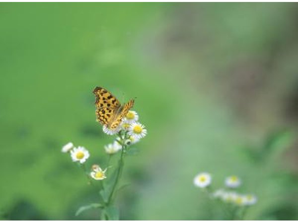 Insects make up the largest group of animals that live in the Amazon rainforest.