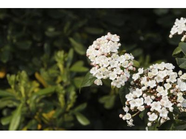 The small, white flowers of a Viburnum tinus.