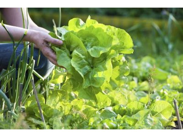 A woman picking fresh lettuce.