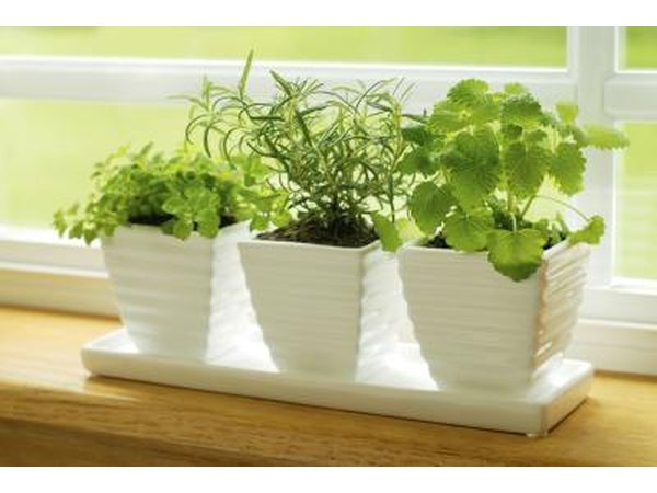 House plants in window