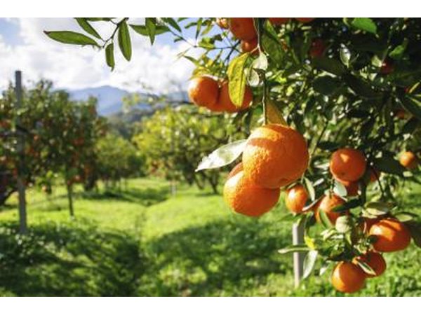 Clementines on a tree
