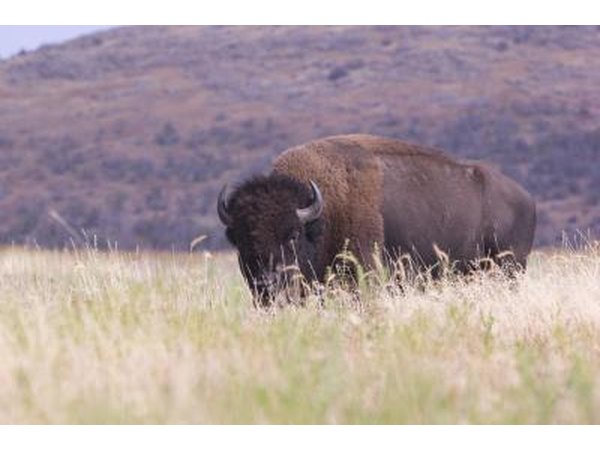 A buffalo grazes in the plains of Oklahoma.