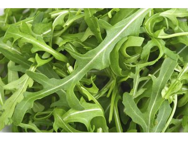 A close-up of arugula leaves.