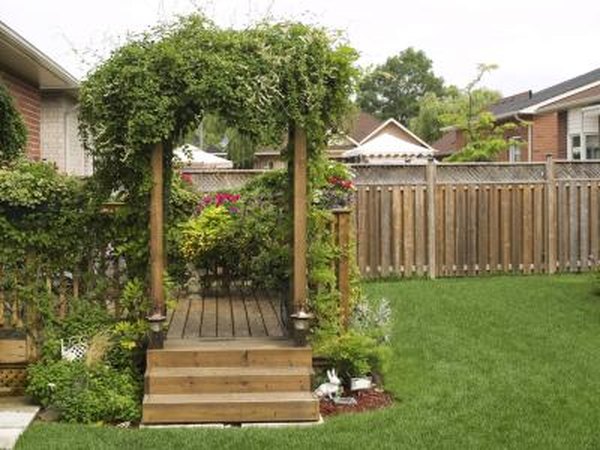 Vine covering backyard patio