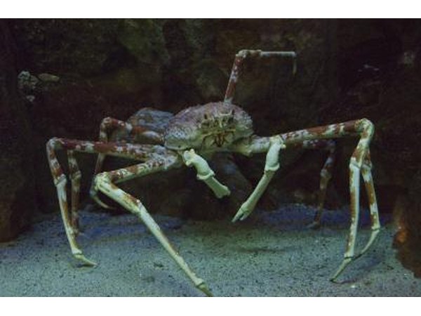 the claws of the Japanese Spider Crab can grow to 12 feet long