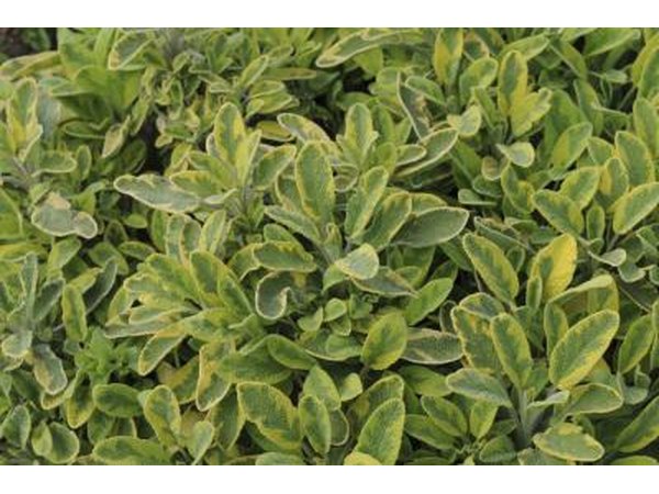 Evidence of sage’s medicinal properties and its effectiveness in inhibiting excessive sweating is provided by testimony of herbalists worldwide.