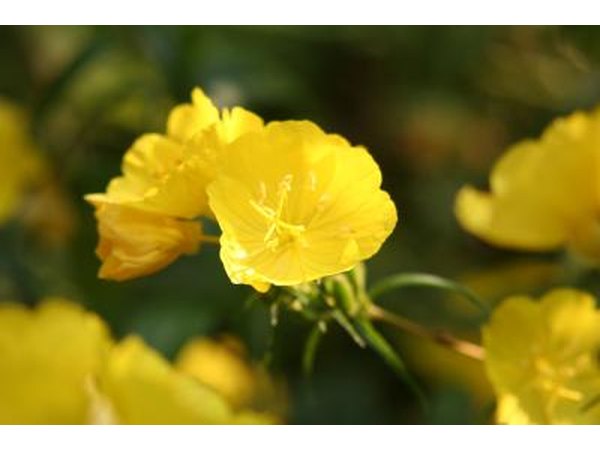 Clinical trials negate popular beliefs that evening primrose oil assists in managing menopausal symptoms