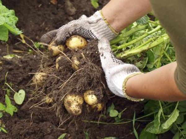 Harvesting young potatoes in a garden