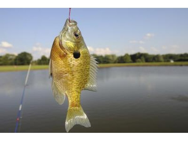 Sunfish caught on fishing line