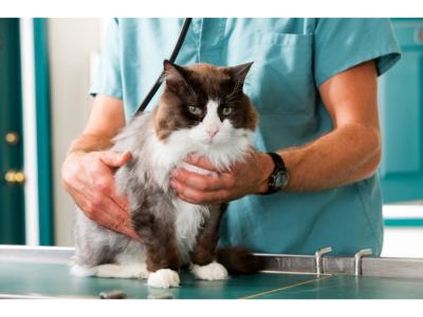 A veterinarian examines a cat on a table.