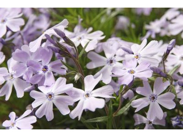 A close-up of clusters of creeping flox blooms.