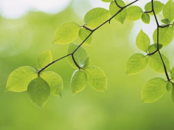 Chlorophyll contains antioxidants.