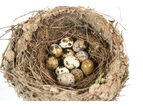Nest of eggs.