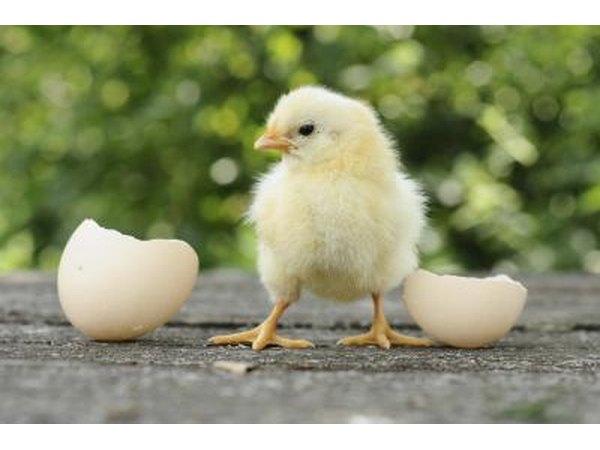 Check your incubator every eight hours when your eggs begin to hatch.
