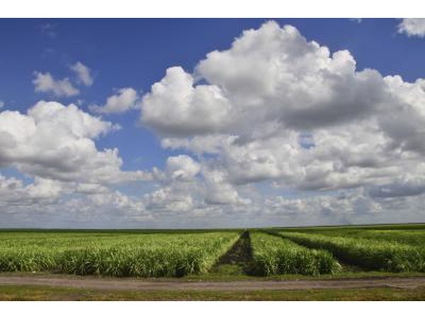 Sugar cane fields are a common sight in southern Florida.