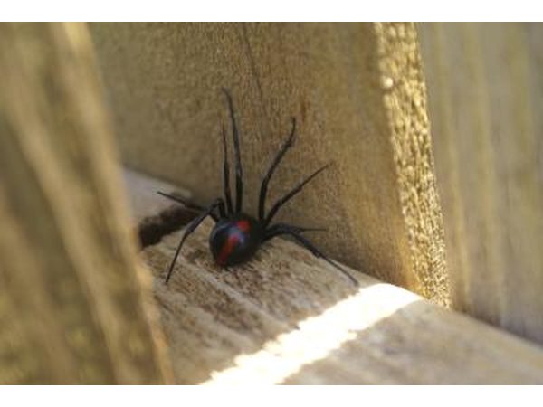 Black widow spider on wood