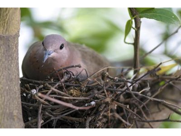 A mourning dove sits in her nest in a lime tree.