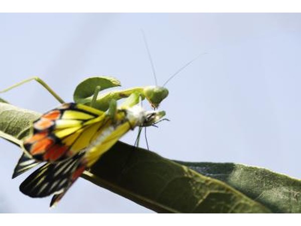 Grasshopper.