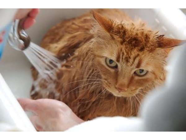 Bathe the mother cat.