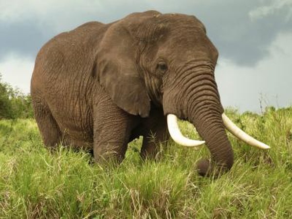 African elephant.