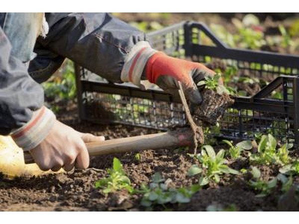 A gardener will replace dead plants and keep the flower bed weed-free.