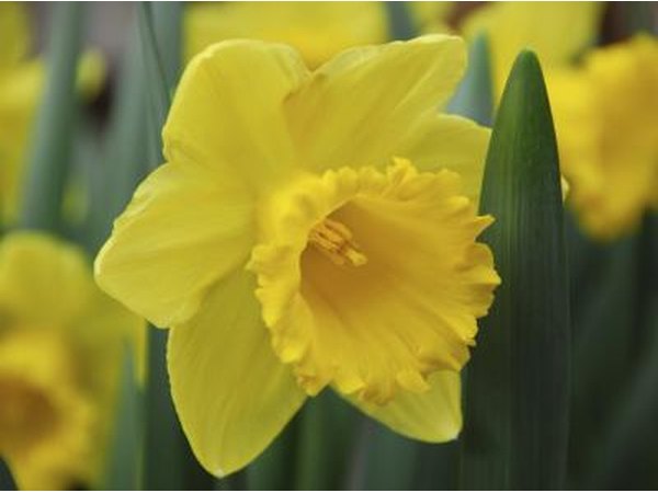yellow daffodil
