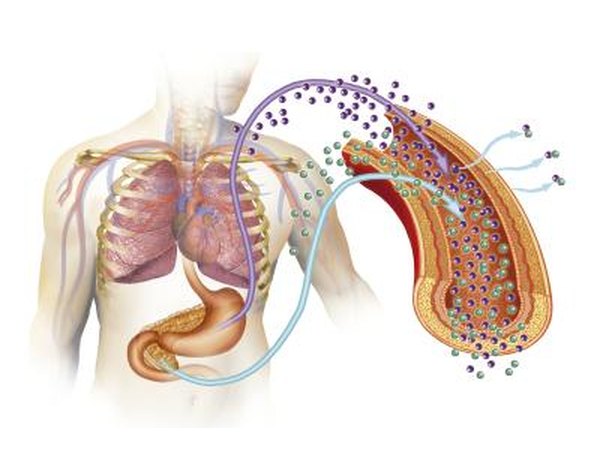 Human pancreas illustration.