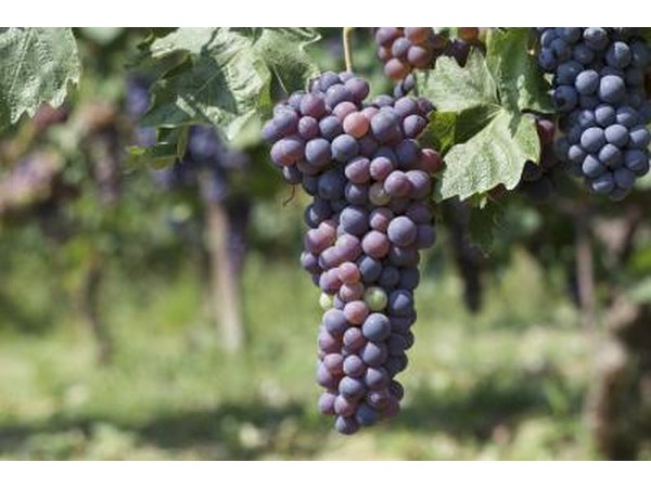 Grapes in a vineyard