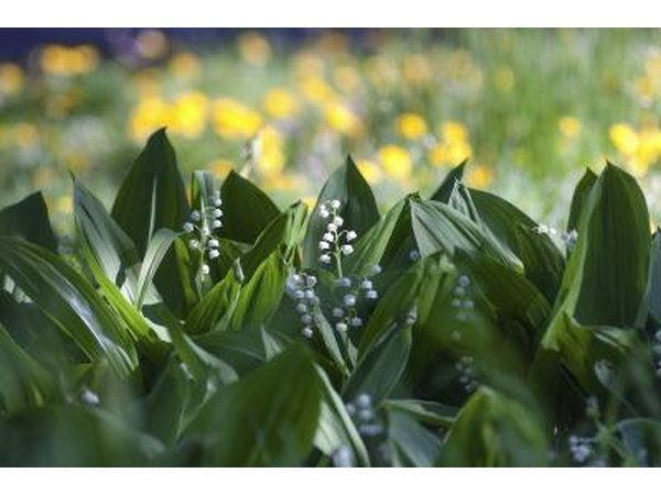 Lily of the Valley in a garden.