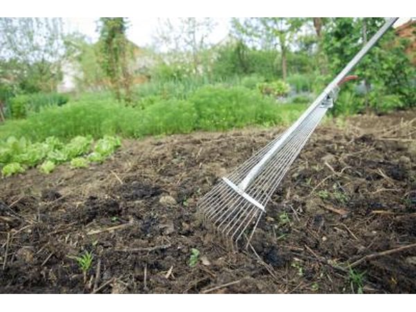 Fertilization by spreading compost over the ground.
