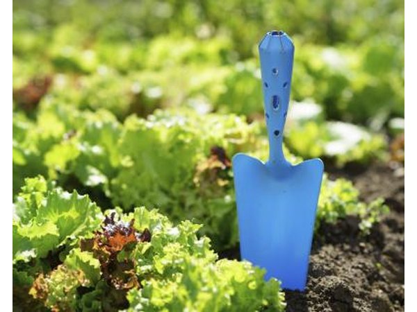 Lettuce grows happily in a sunny, wind-protected fall garden.