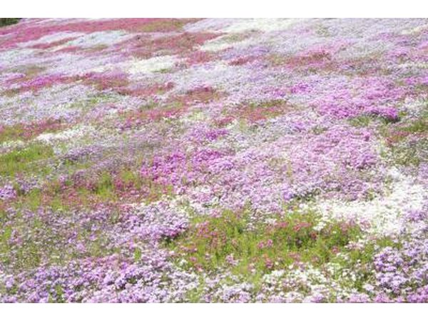 Creeping phlox covers the ground in a field.