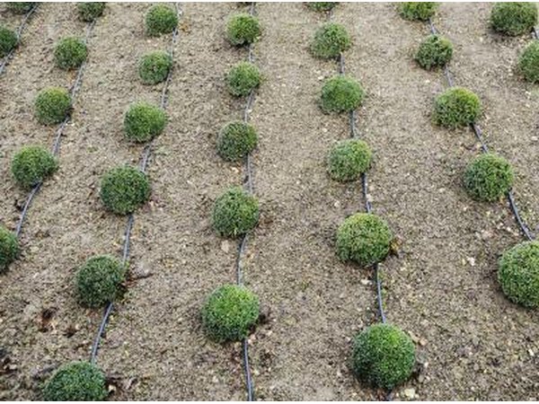Pachysandra plants are planted a foot apart in a garden plot.