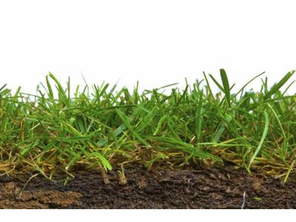 Soil and grass.