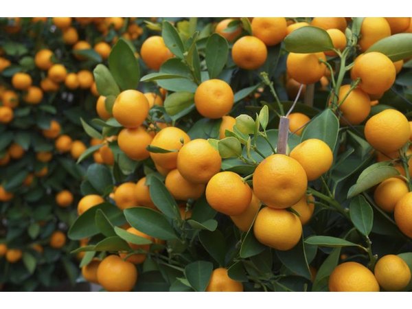 A fruit-packed orange tree.