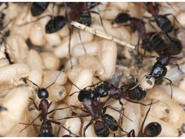 Carpenter ants have a unique ability to explode if under threat