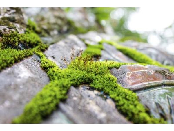 Some mosses grow well on and between bare stone.