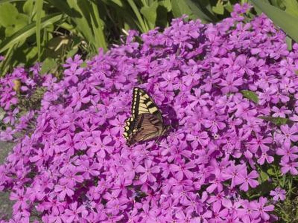 A butterfly sips nectar on creeping phlox in the sunshine.