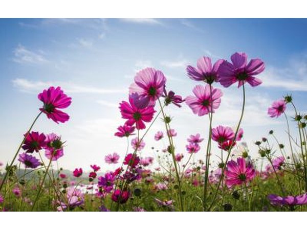 The location of pollen production is dependent on the type of flower producing the pollen.