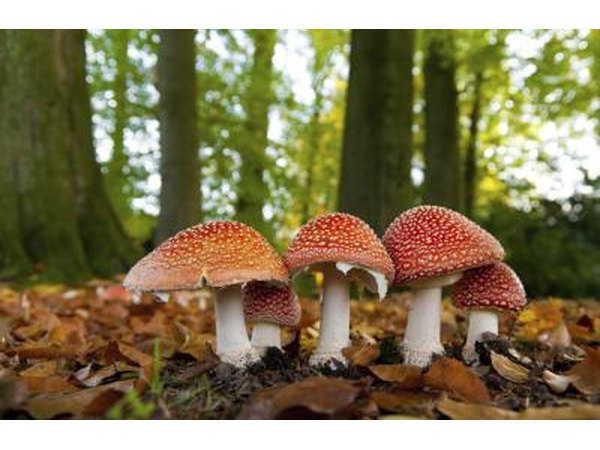 Beginning mushroom pickers should consult experienced pickers.