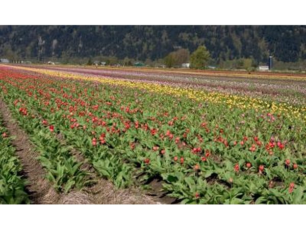 Tulup flower farm in Chilliwack