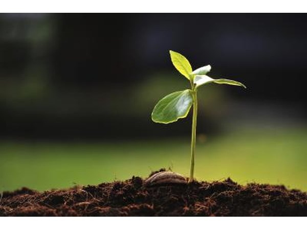 Only use supplements and fertilizers in small and safe dosages.