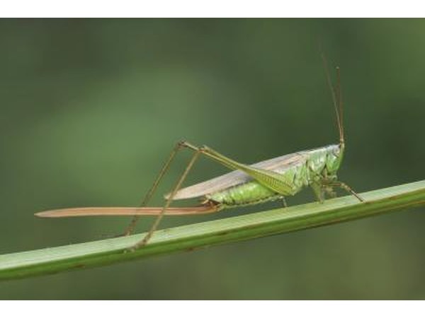 Clear winged grasshopper.