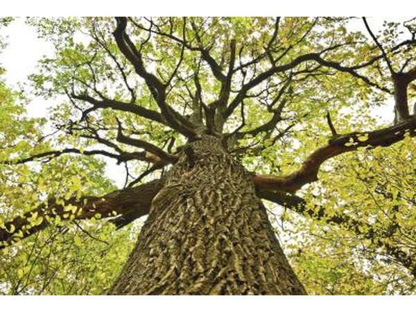A view from the trunk of a large oak tree up to the green canopy.
