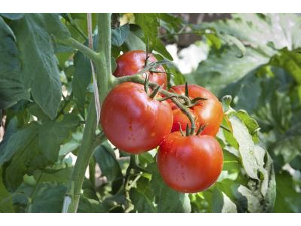 Tomatoes on a vine