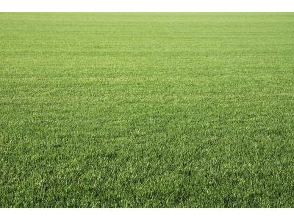 Lush green grass