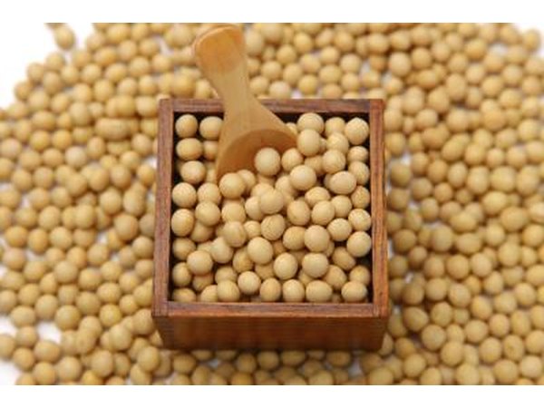 Dried soya beans